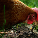 Annie, a domesticated Rhode Island red chicken, about to chow down on a newly molted periodical cicada on May 20, 2021 in Takoma Park, Maryland.